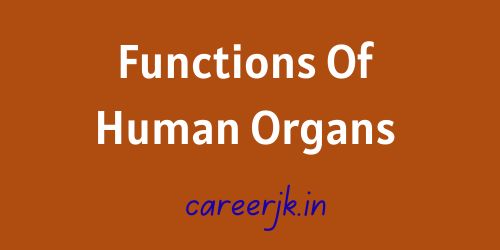 Functions Of Human Organs